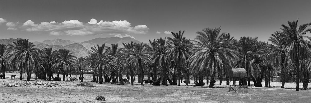 Cattle among Date Palms, Coachella Valley, California, USA. art print by Zandria Muench for $57.95 CAD