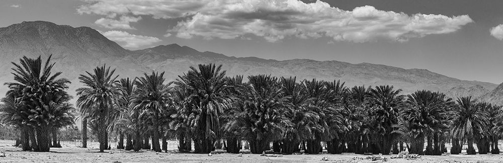 Cattle among Date Palms, Coachella Valley, California, USA. art print by Zandria Muench for $57.95 CAD