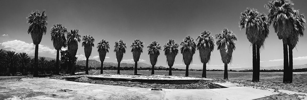 Old Estate, Date Palms, Coachella Valley, California, USA. art print by Zandria Muench for $57.95 CAD