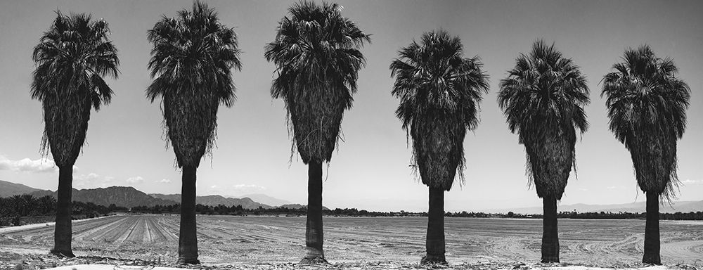 Old Estate, Date Palms, Coachella Valley, California, USA. art print by Zandria Muench for $57.95 CAD