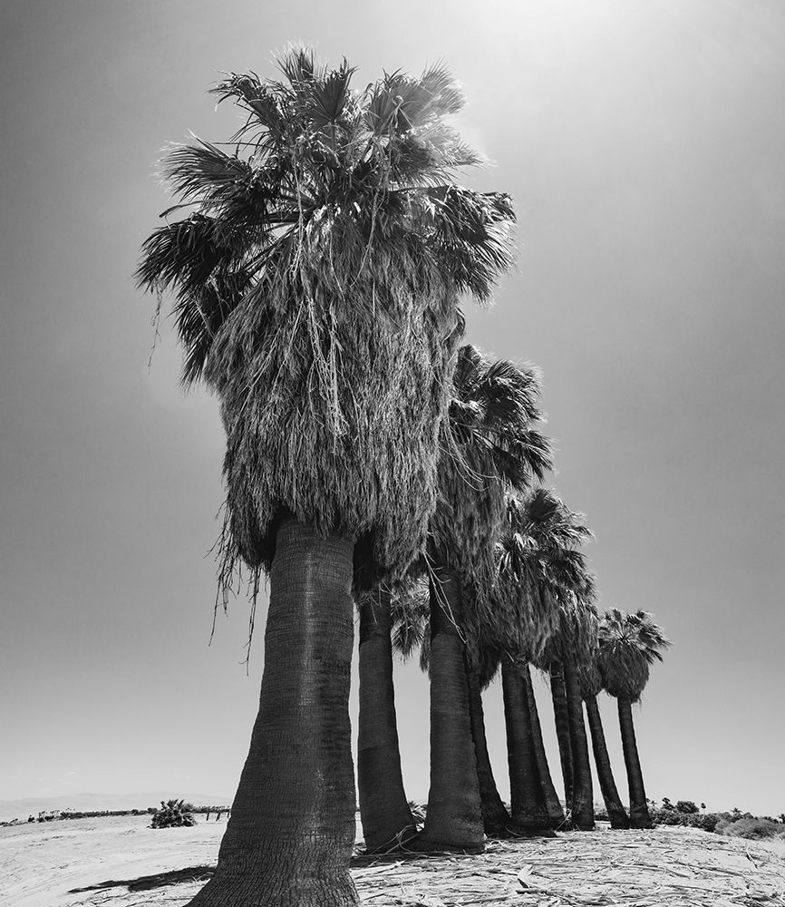 Old Estate, Date Palms, Coachella Valley, California, USA. art print by Zandria Muench for $57.95 CAD