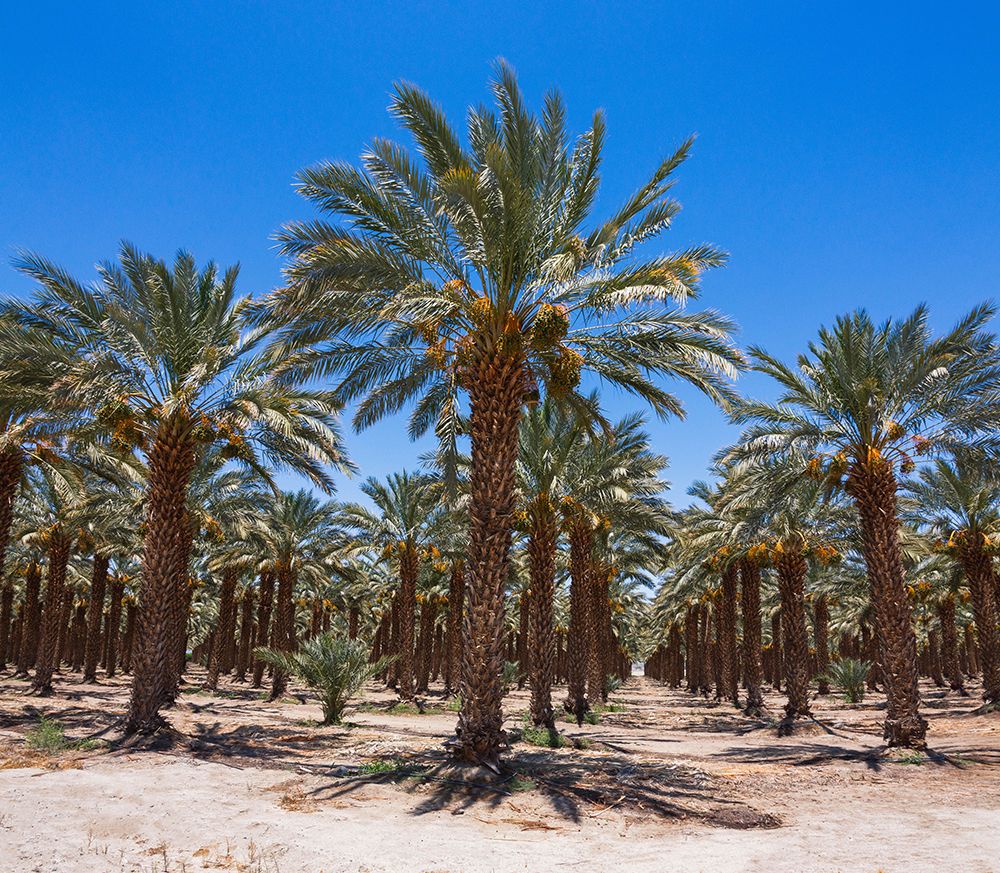 Date Palms, Coachella Valley, California, USA. art print by Zandria Muench for $57.95 CAD