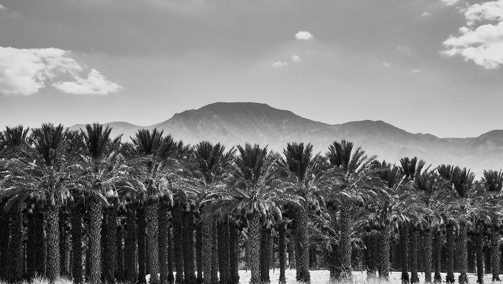 Date Palms, Coachella Valley, California, USA. art print by Zandria Muench for $57.95 CAD
