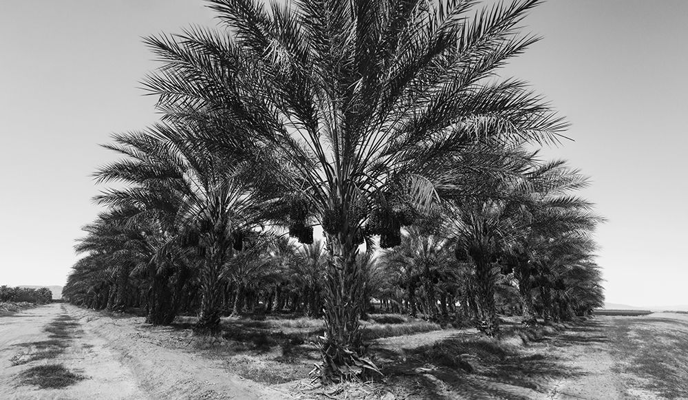 Date Palms, Coachella Valley, California, USA. art print by Zandria Muench for $57.95 CAD