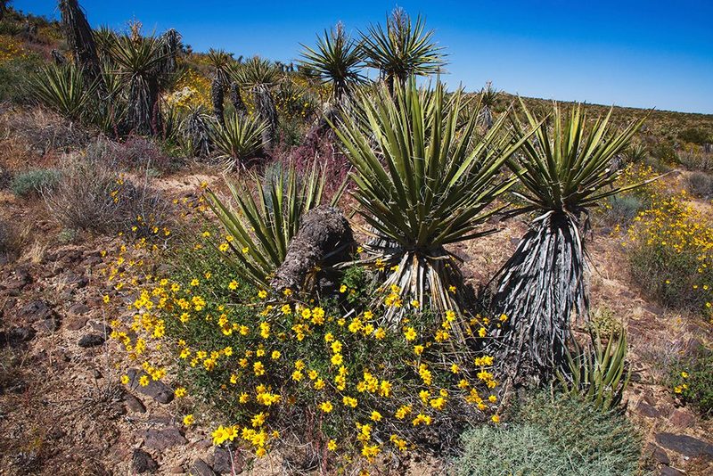 Springtime at the edge of Joshua Tree National Park, California. art print by Zandria Muench for $57.95 CAD