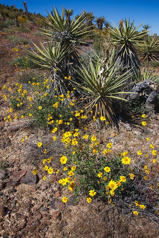 Springtime at the edge of Joshua Tree National Park, California. art print by Zandria Muench for $57.95 CAD