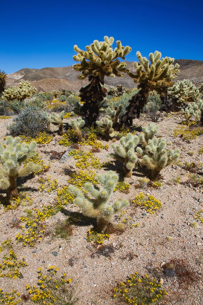 Springtime in Fargo Canyon, California art print by Zandria Muench for $57.95 CAD