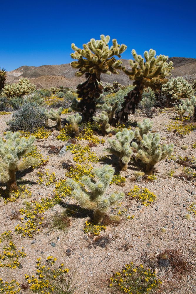 Springtime in Fargo Canyon, California art print by Zandria Muench for $57.95 CAD