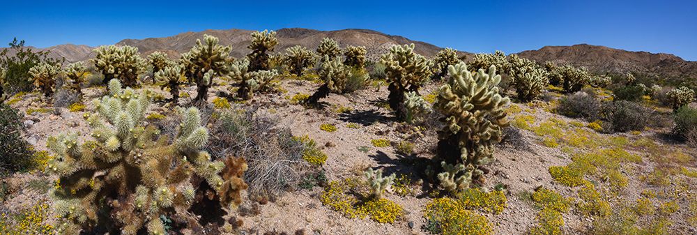 Springtime in Fargo Canyon, California art print by Zandria Muench for $57.95 CAD