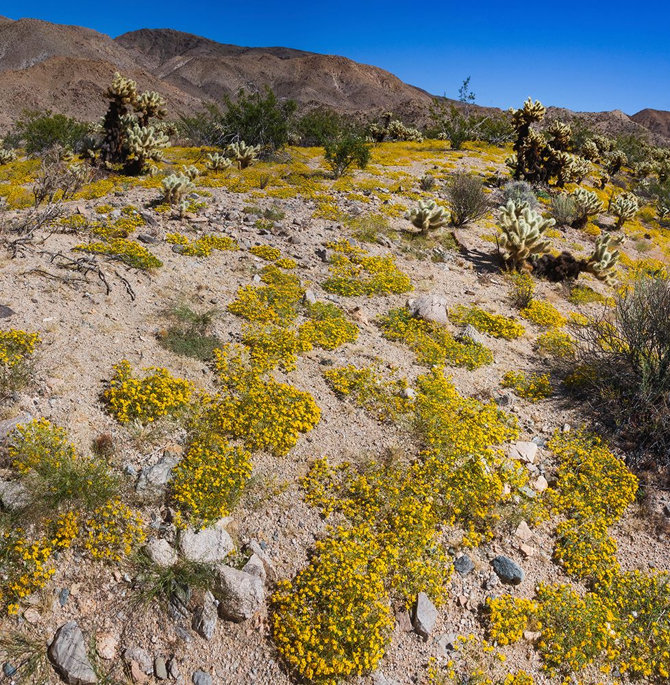 Springtime in Fargo Canyon, California art print by Zandria Muench for $57.95 CAD