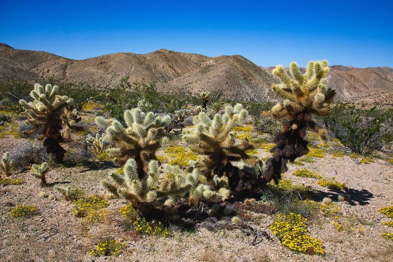 Springtime in Fargo Canyon, California art print by Zandria Muench for $57.95 CAD
