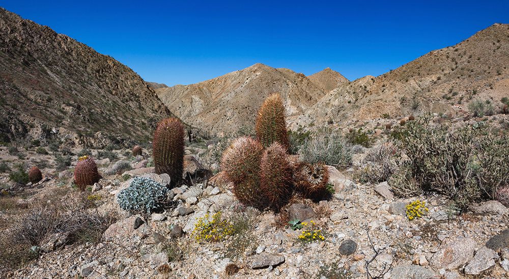 Fargo Canyon, California art print by Zandria Muench for $57.95 CAD