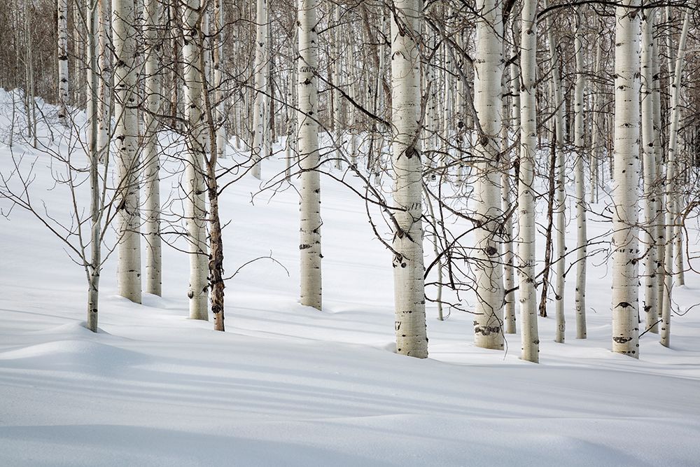 USA, Colorado, Routt County. Steamboat Springs, Bare aspen trees in winter art print by Ann Collins for $57.95 CAD
