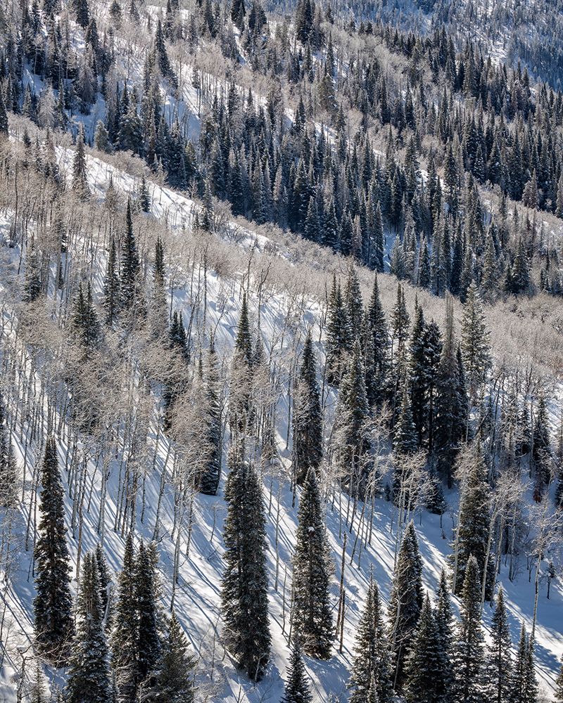 USA, Colorado, Routt County. Steamboat Springs, Ridges of aspen trees and conifers art print by Ann Collins for $57.95 CAD