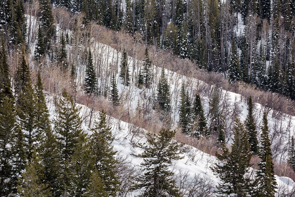 USA, Colorado, Routt County. Steamboat Springs, Ridges of aspen trees and conifers art print by Ann Collins for $57.95 CAD