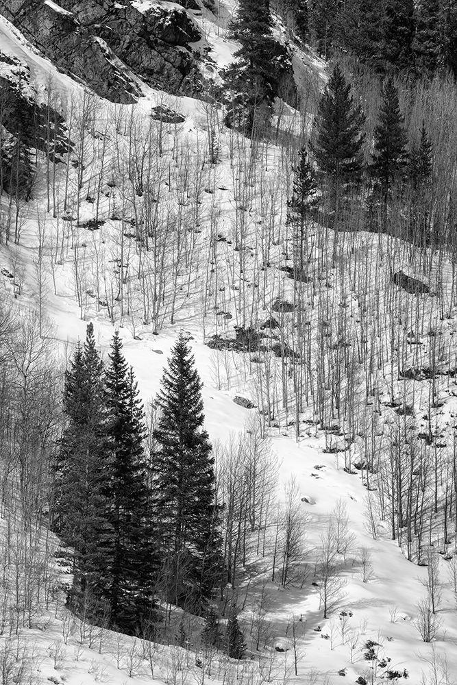 USA, Colorado, Summit County, Frisco. Aspen trees and conifers near Copper Mountain art print by Ann Collins for $57.95 CAD