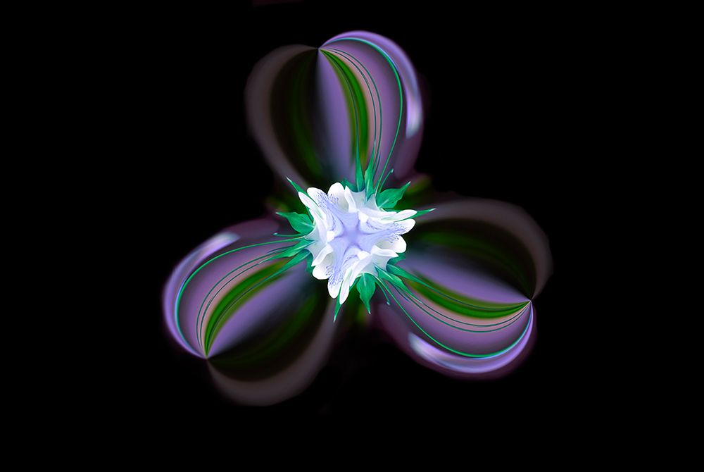 Columbine Flower-Colorado art print by Adam Jones for $57.95 CAD