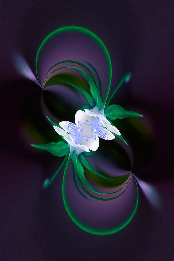 Columbine flower-Colorado art print by Adam Jones for $57.95 CAD