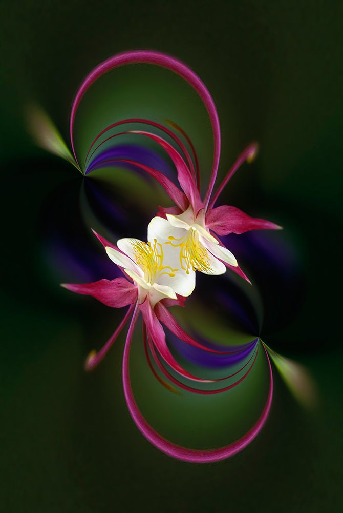 Columbine flower-Colorado art print by Adam Jones for $57.95 CAD