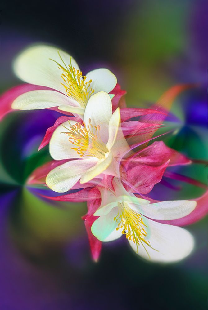 Columbine flower-Colorado art print by Adam Jones for $57.95 CAD