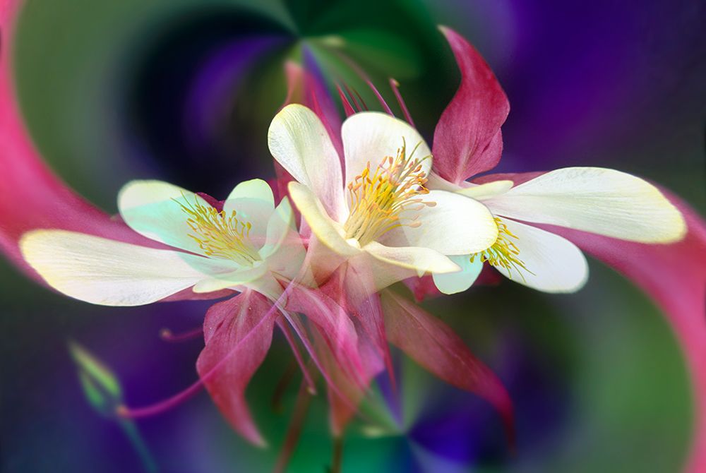Columbine flower-Colorado art print by Adam Jones for $57.95 CAD