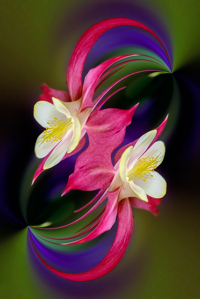Columbine flower-Colorado art print by Adam Jones for $57.95 CAD