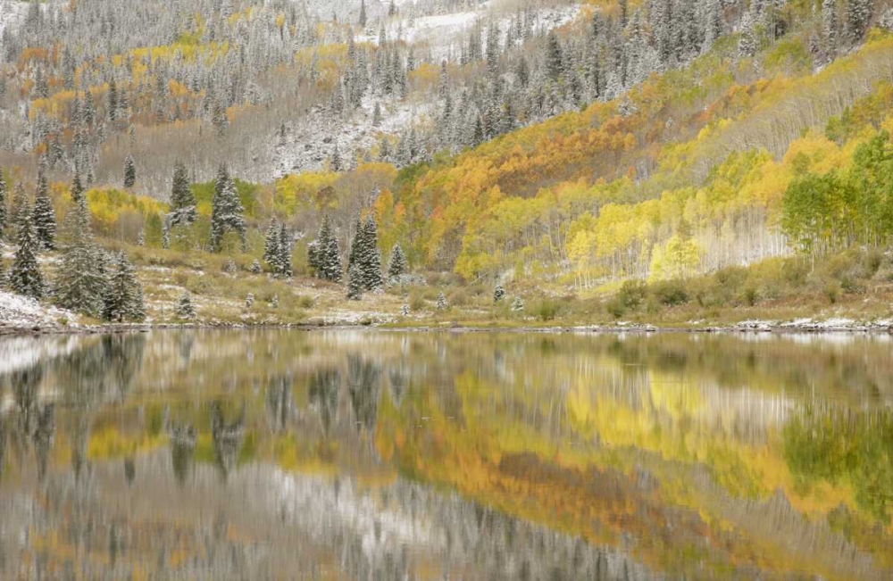 CO, Maroon Lake, Fresh snow and aspen trees art print by Don Grall for $57.95 CAD