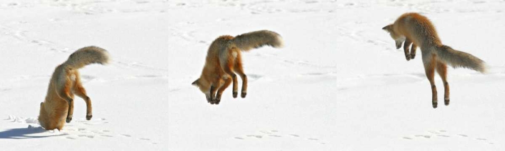 CO, Frisco, Giberson Bay Red fox hunting art print by Fred Lord for $57.95 CAD