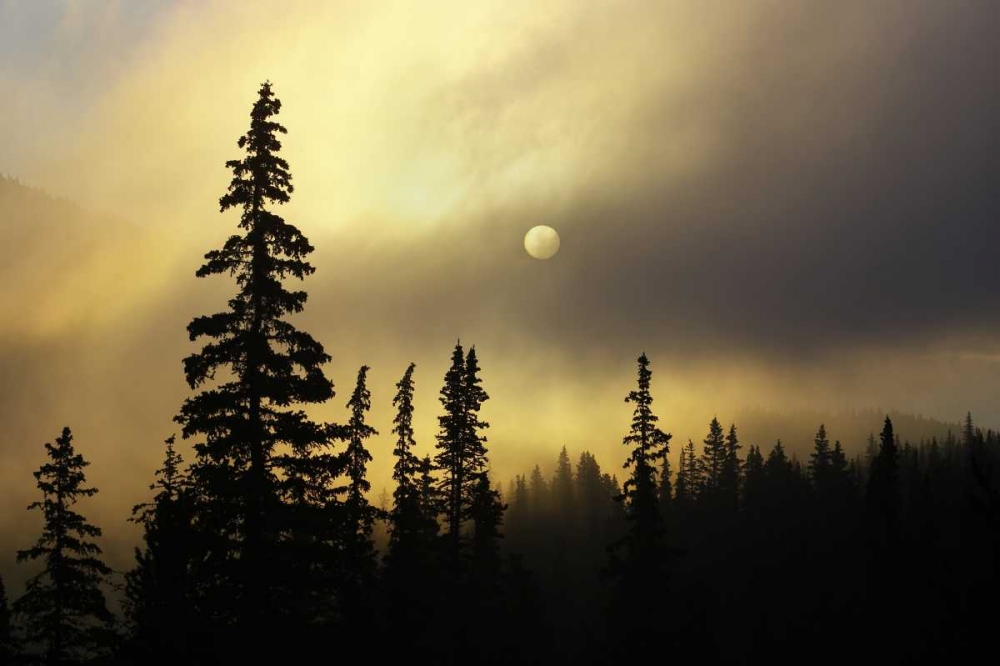 CO, San Isabel NF Sunrise silhouettes trees art print by Don Grall for $57.95 CAD