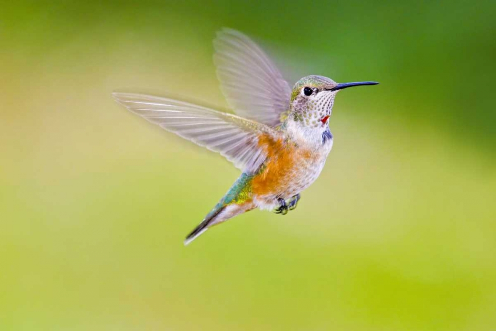 Colorado, Heeney Rufous hummingbird in flight art print by Fred Lord for $57.95 CAD