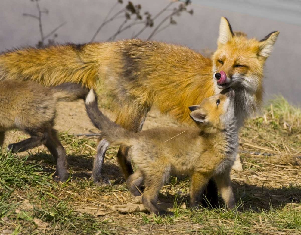 Colorado, Breckenridge Red fox mother with kits art print by Fred Lord for $57.95 CAD