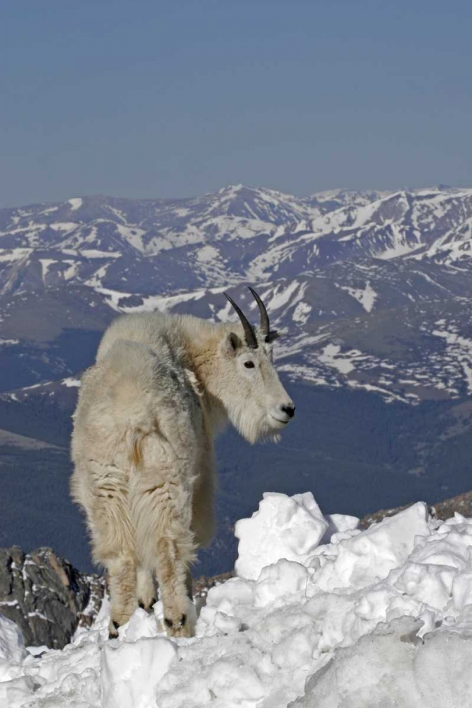 Colorado, Mt Evans Mountain goat and Rocky Mts art print by Cathy and Gordon Illg for $57.95 CAD