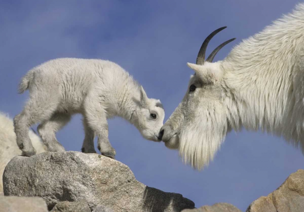 CO, Mount Evans Mountain goat mother and kid art print by Cathy and Gordon Illg for $57.95 CAD