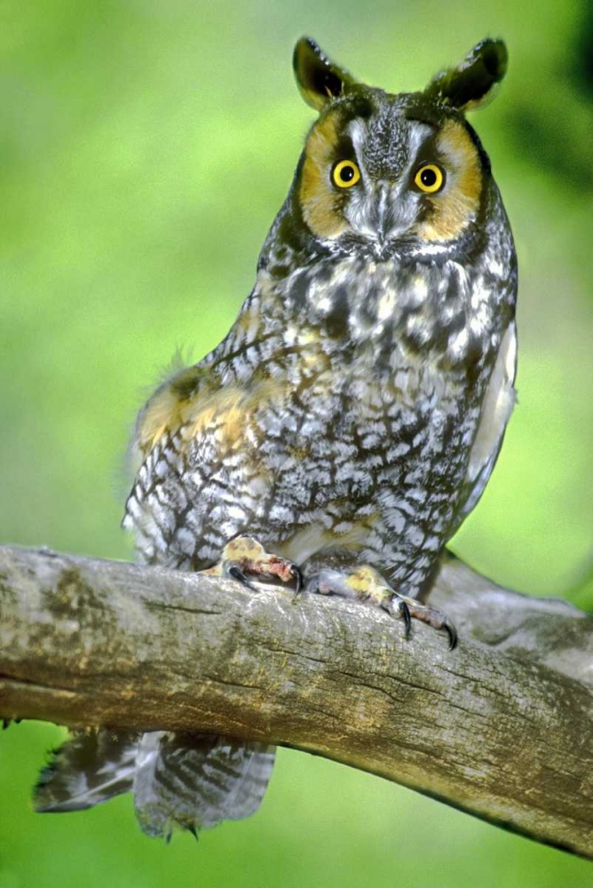 Colorado Long-eared owl perched on limb art print by Dave Welling for $57.95 CAD