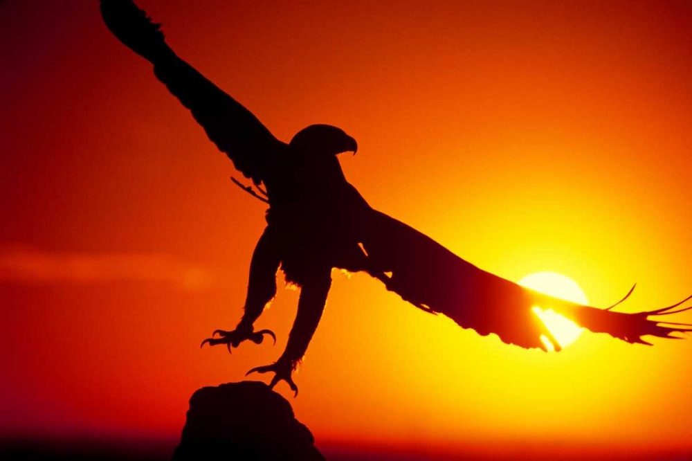 CO, A falconers golden eagle takes flight art print by Dave Welling for $57.95 CAD