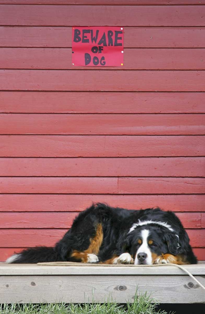 CO, Breckenridge Bernese mountain dog sleeps art print by Fred Lord for $57.95 CAD