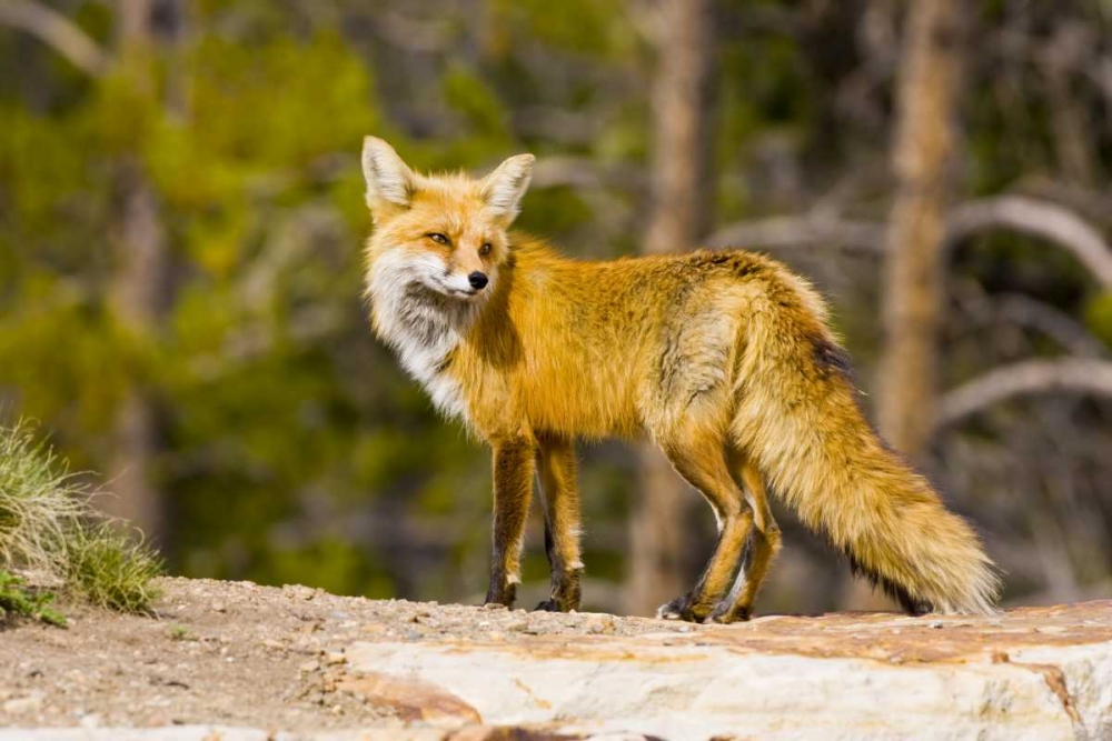 Colorado, Breckenridge Portrait of red fox art print by Fred Lord for $57.95 CAD