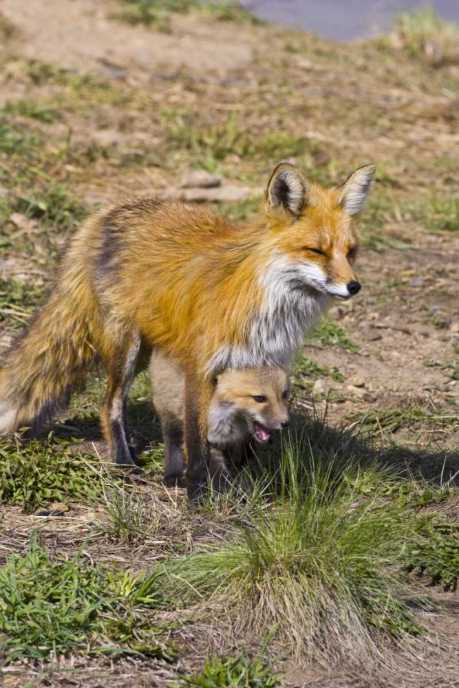 Colorado, Breckenridge Red fox mother with kit art print by Fred Lord for $57.95 CAD