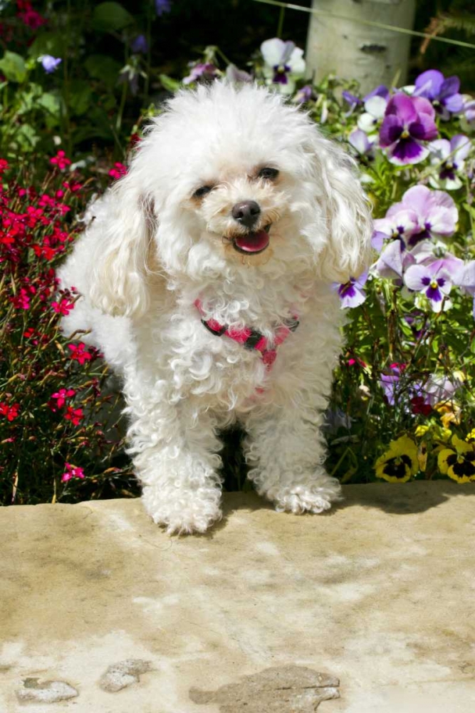 CO, Summit Co, A teacup poodle in a flower bed art print by Fred Lord for $57.95 CAD