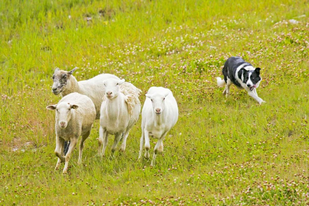Colorado, Summit Co Border collie herding sheep art print by Fred Lord for $57.95 CAD