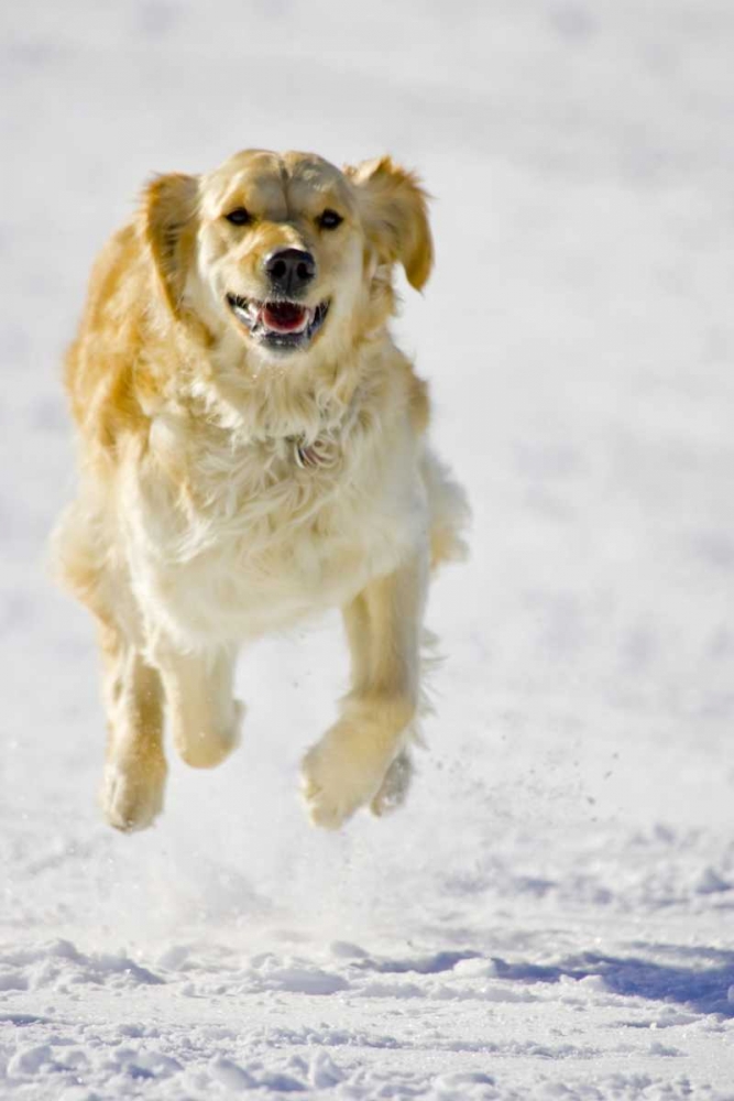 Colorado Golden retriever running in snow art print by Fred Lord for $57.95 CAD
