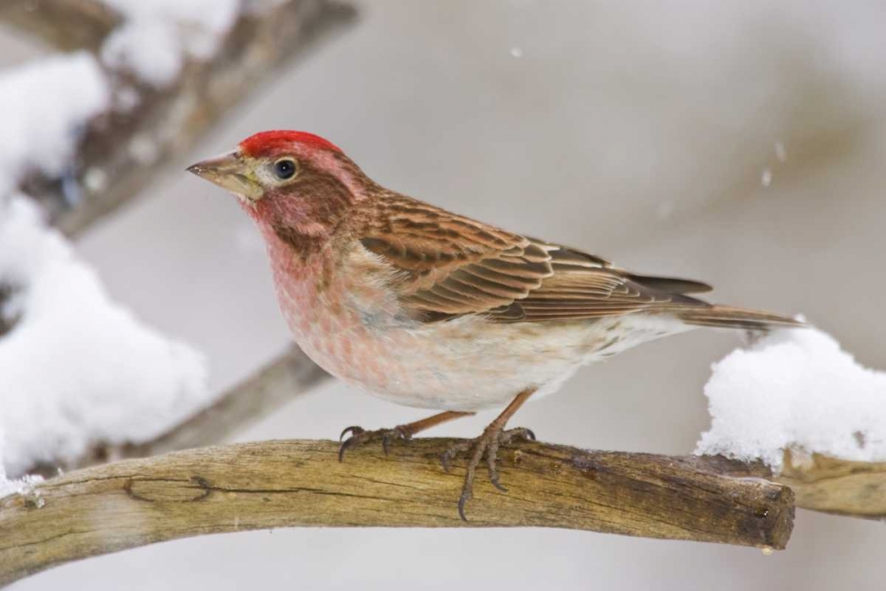 CO, Frisco Cassins finch perched on branch art print by Fred Lord for $57.95 CAD