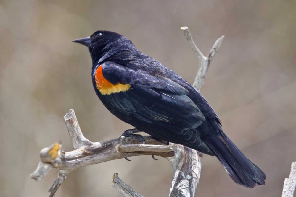 CO, Frisco Portrait of male red-winged blackbird art print by Fred Lord for $57.95 CAD