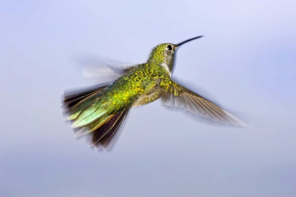Colorado, Heeney Rufous hummingbird in flight art print by Fred Lord for $57.95 CAD