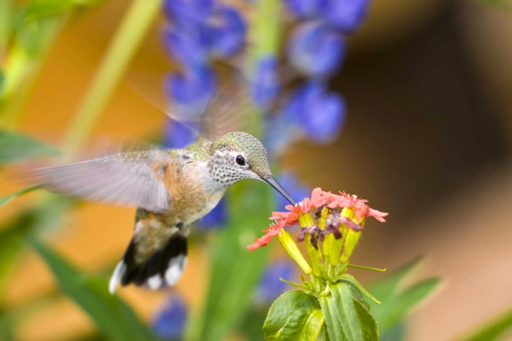 CO, Leadville Rufous hummingbird feeding art print by Fred Lord for $57.95 CAD