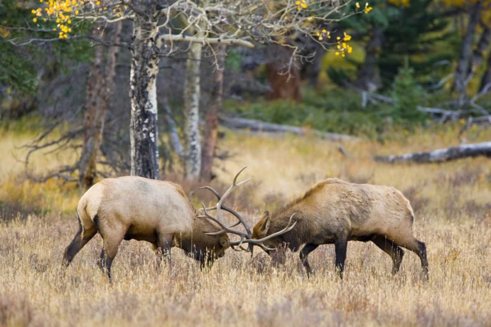 CO, Rocky Mts, Moraine Valley Bull elks sparring art print by Fred Lord for $57.95 CAD