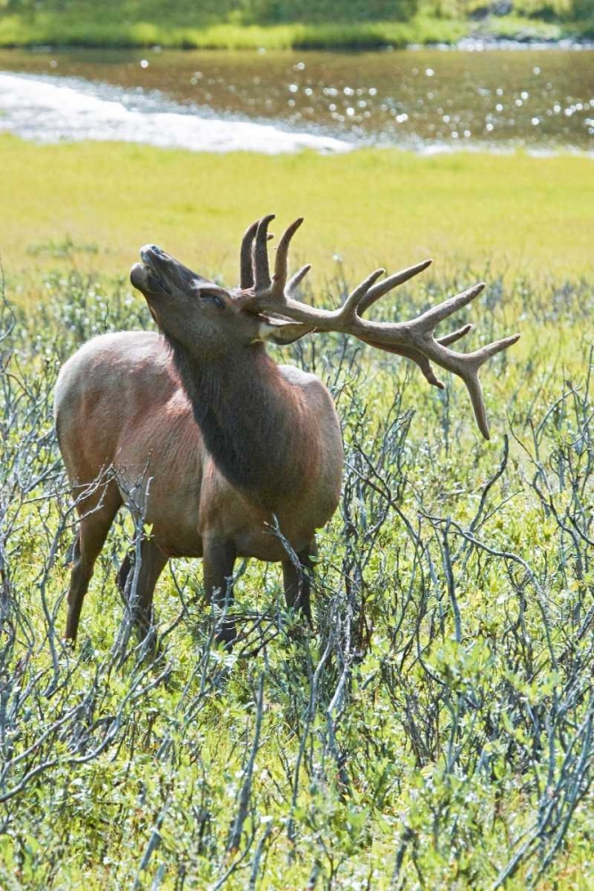 CO, Rocky Mts, Moraine Valley Bull elk art print by Fred Lord for $57.95 CAD