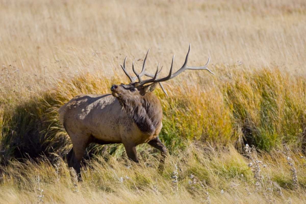 CO, Rocky Mts, Moraine Valley Bull elk art print by Fred Lord for $57.95 CAD