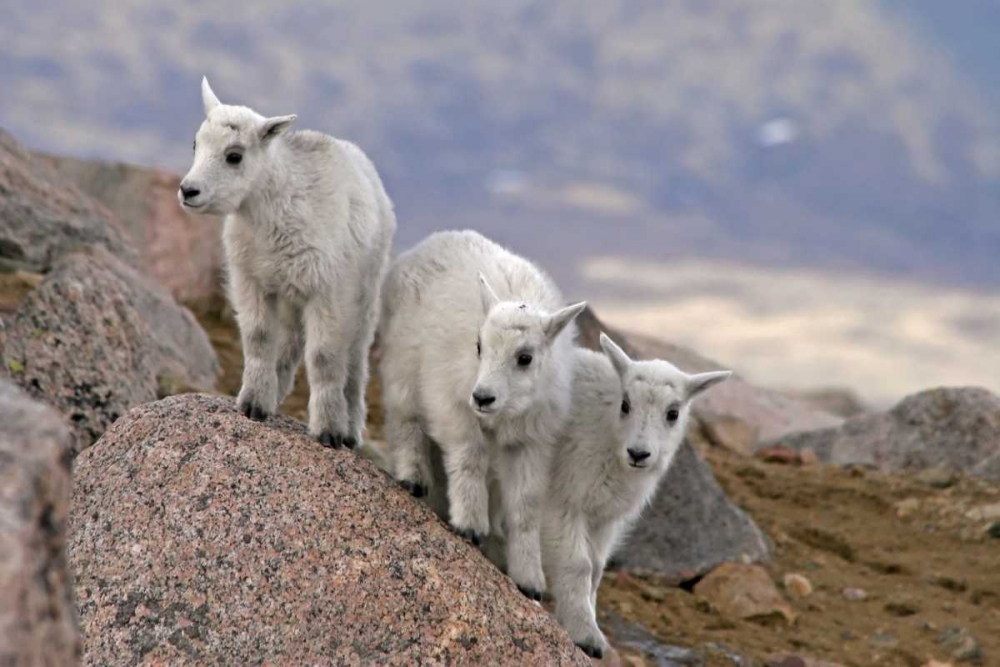 CO, Mt Evans Three mountain goat kids on rock art print by Cathy and Gordon Illg for $57.95 CAD