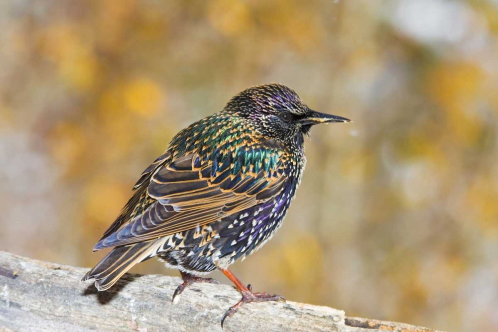 CO, Frisco European starling standing on log art print by Fred Lord for $57.95 CAD